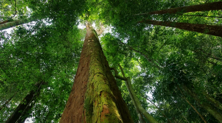 Árbol amazónico que respira como un pulmón humano según nuevos estudios científicos