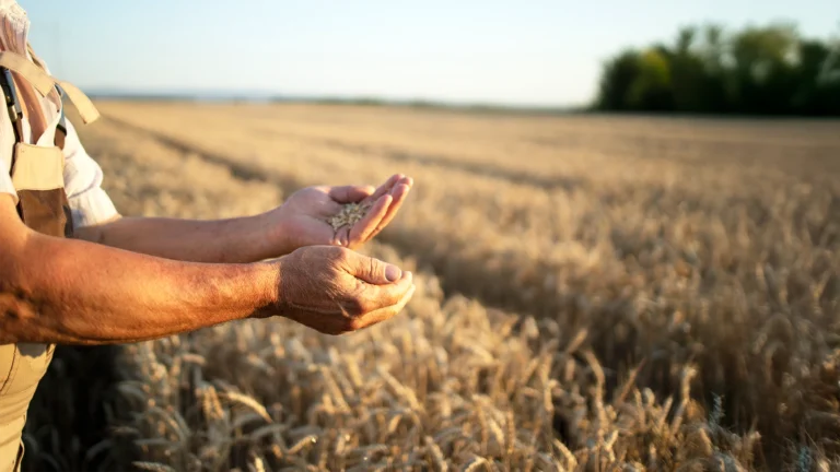Campos agrícolas agrietados por sequía al atardecer mostrando la vulnerabilidad de la producción alimentaria