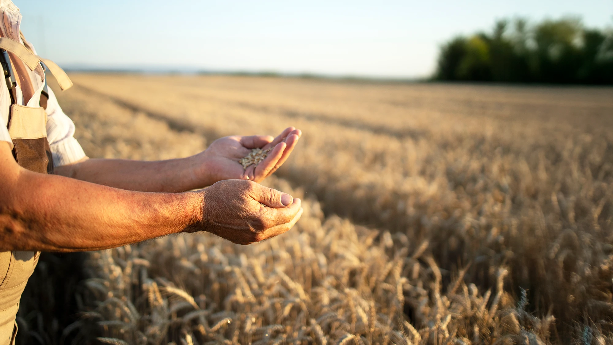 Campos agrícolas agrietados por sequía al atardecer mostrando la vulnerabilidad de la producción alimentaria