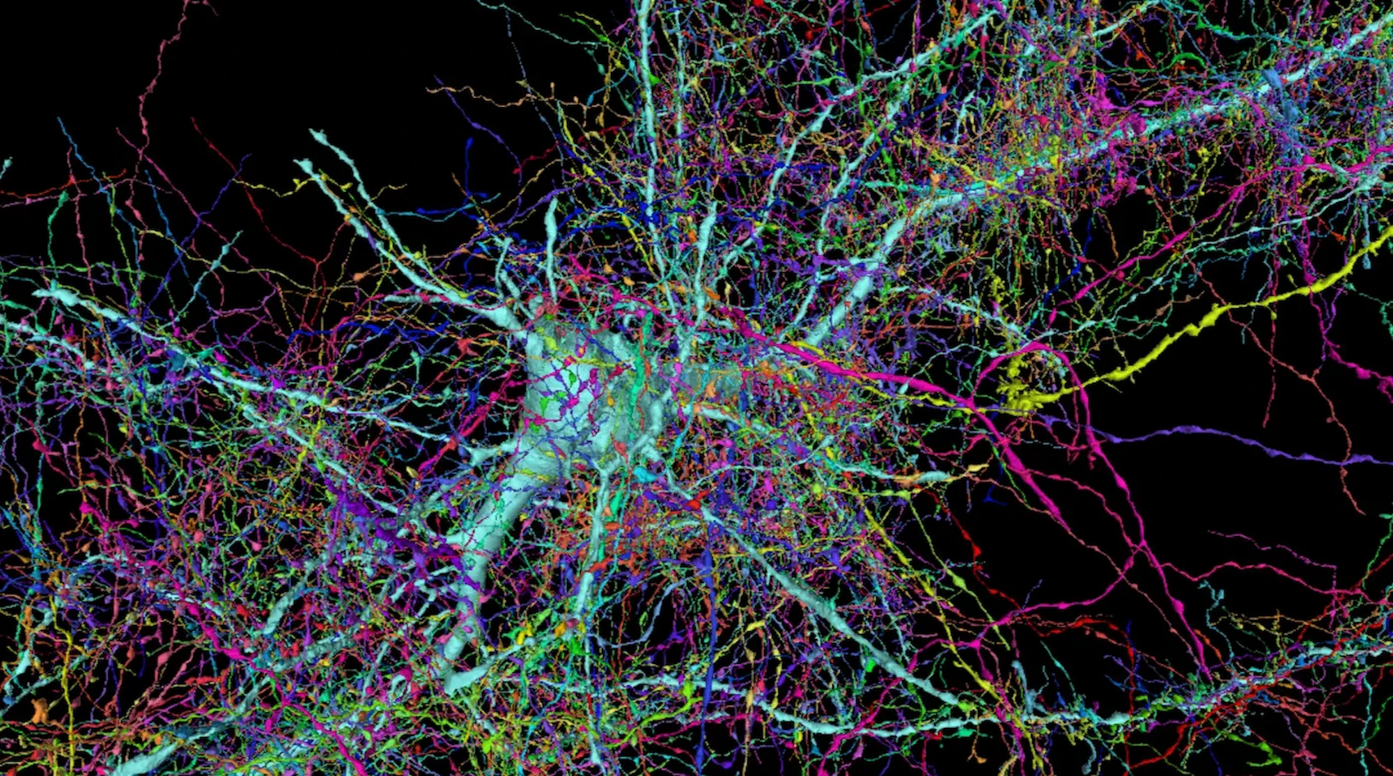 Mapa cerebral más detallado revelado por nuevas técnicas científicas
