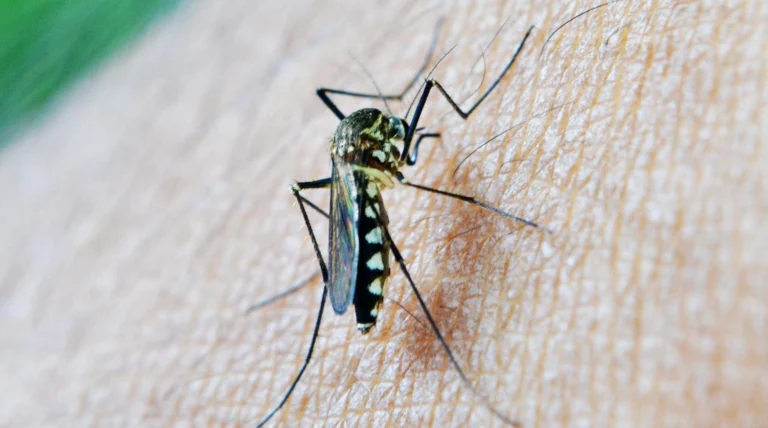 Mosquito posado sobre piel humana, símbolo del aumento de enfermedades infecciosas asociadas al cambio climático