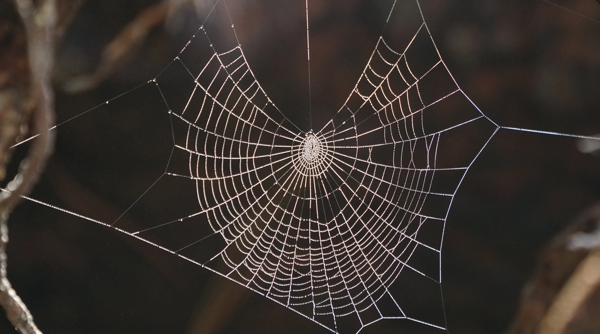 Telaraña natural cuya estructura inspira el desarrollo de materiales sintéticos más resistentes que el acero